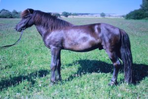 Schulpferde Haras de la Nied