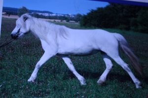 Schulpferde Haras de la Nied