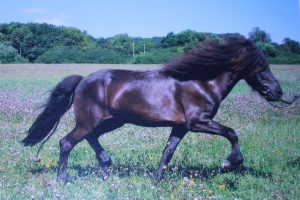 Schulpferde Haras de la Nied