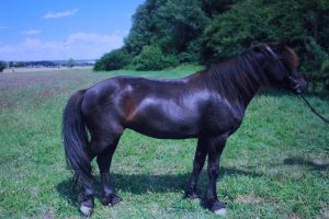 Schulpferde Haras de la Nied