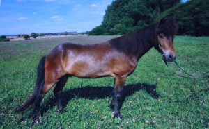 Schulpferde Haras de la Nied