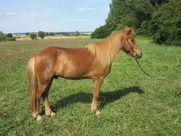 Schulpferde Haras de la Nied