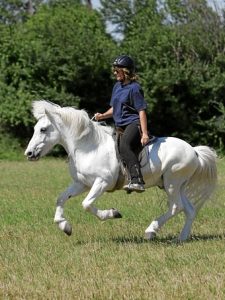 Reny, Irene Drumm, Haras de la Nied