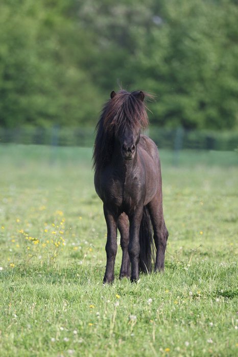 Isländer Deckhengst