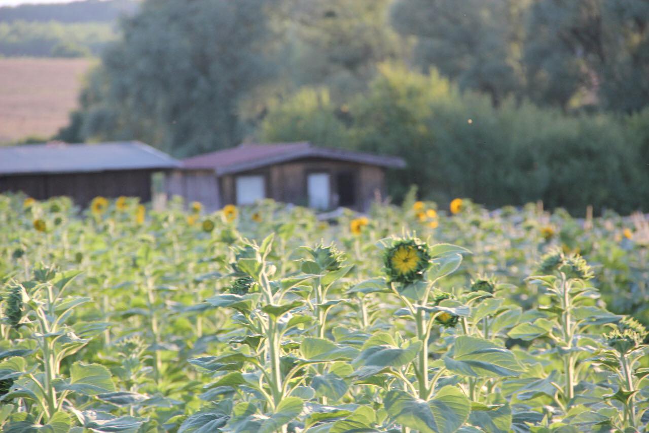 Blockhütten Haras de la Nied