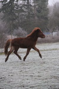 Hagaljomi de la Nied