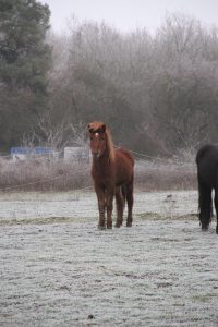 Hagaljomi de la Nied