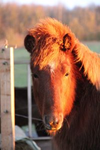 Hagaljomi de la Nied